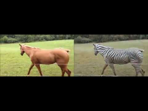 Turning a horse video into a zebra video (by CycleGAN)