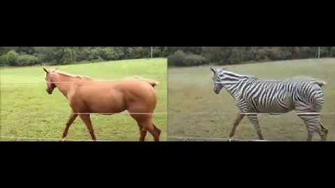 Turning a horse video into a zebra video (by CycleGAN)