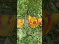 Весна во всей красе!!!🪻🌺🌷🌼🪻🌿☀️🥰