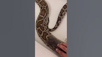 My SNAKE Shedding Skin Underwater! 🐍💧