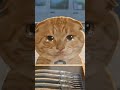 新風格：貪吃小脩上學遲到（主播已燃盡） #芊臺 #哈基米 ... #ai #funnyanimals #orangecat #aitools