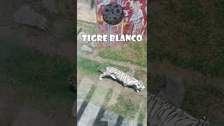 Tigre Blanco #Short #tigre #animales