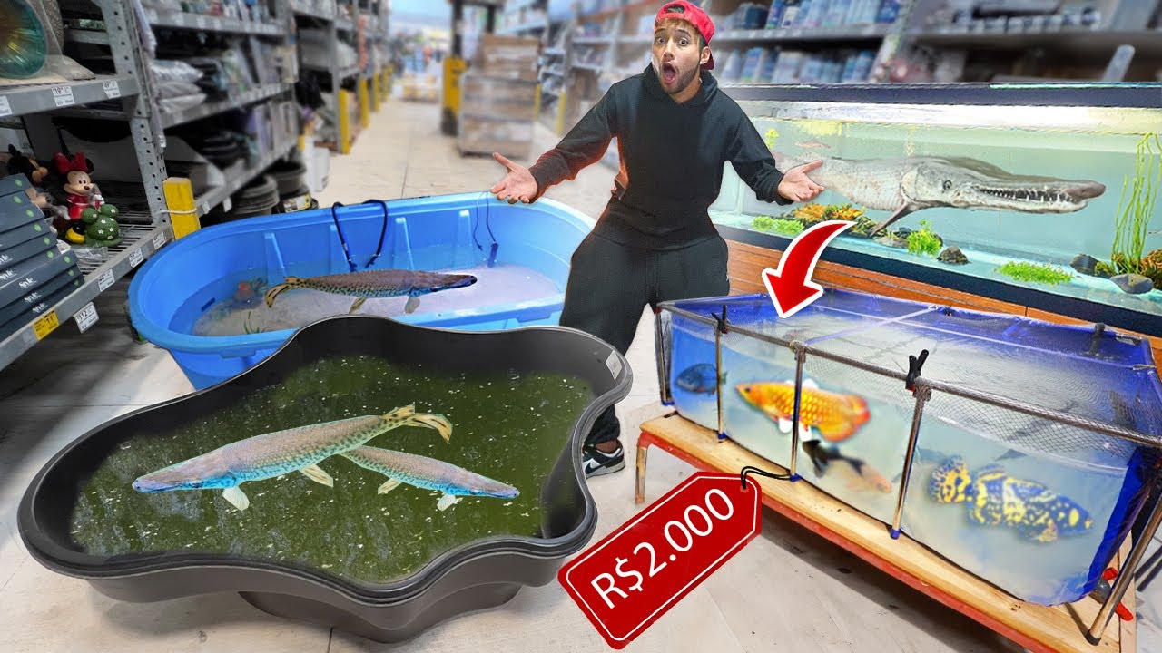 COMPRANDO LAGO NOVO pro MEU PEIXE JACARÉ que CRESCEU MUITO! *aquario de monstros*