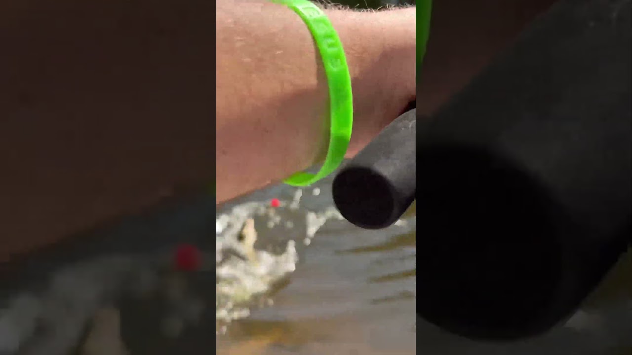 Crazy bowfin! Fish attack! 