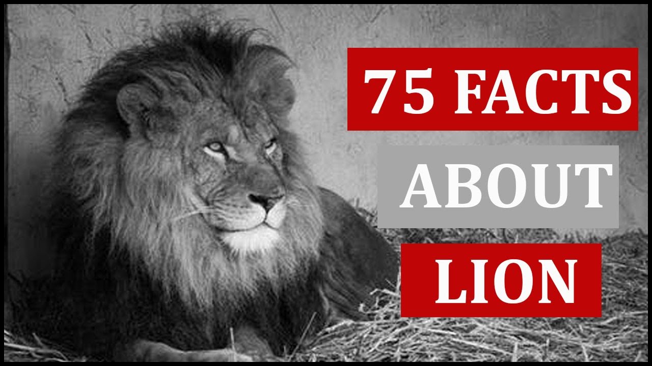 75 Interesting Facts About Lion | Animal Globe - YouTube
