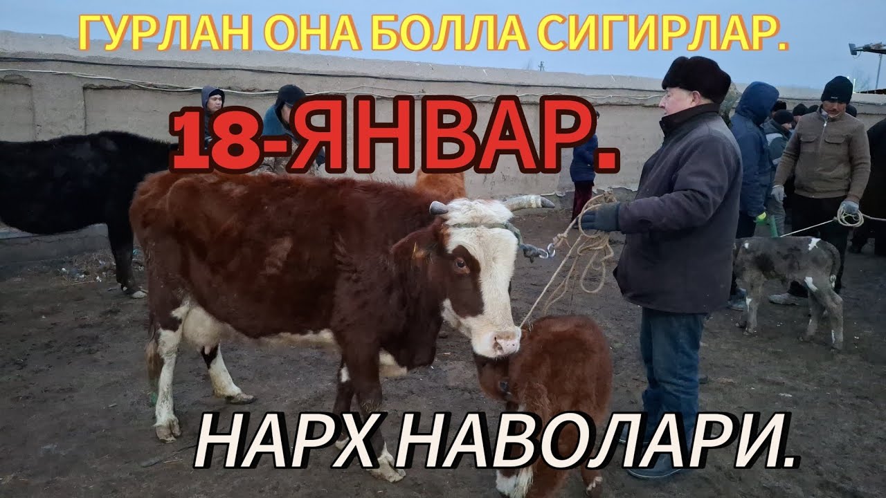 ЕРТАЛАПКИ САВДОЛАР ГУРЛАН 18-ЯНВАР СИГИРЛАР ВА БУҒОЗ СИГИРЛАР НАРХЛАРИ 