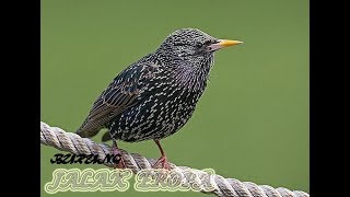 Suara Burung Jalak Eropa ~  Pintar Peniru Banyak Suara Burung