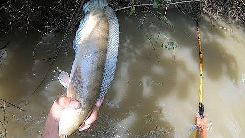 Nước LŨ RÚT kích cá LÓC 