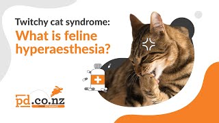 Twitchy Cat Syndrome The Lowdown on Feline Hyperaesthesia