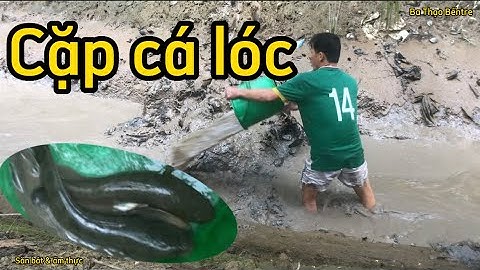 Tát ao bắt cá lóc đồng ở vườn nhà “ 3 Đía Miền Tây “ về nướng trui | Ba Thạo Bếntre