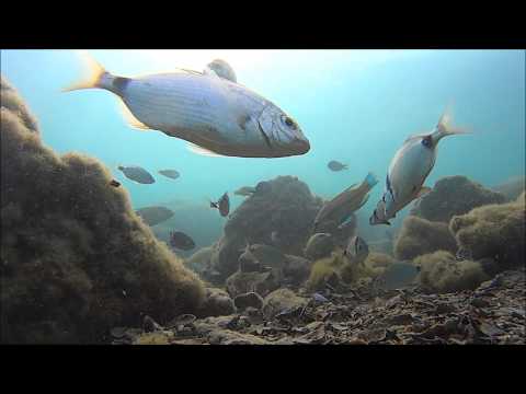 Video: Kako Ribe Plivaju