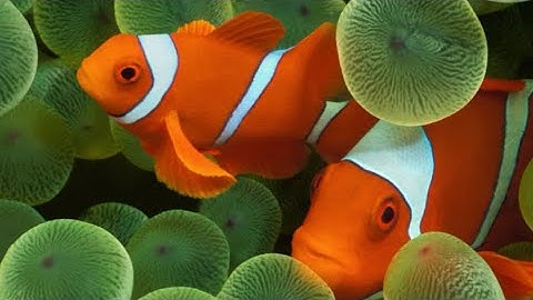 Trigonometry/ Pre-Calculus Module 1 - 1.06: Exponential Functions