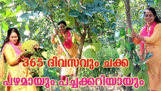 പ്ലാവിൽ ചക്ക എപ്പോഴും ഉണ്ടാകാൻ അറിയേണ്ടത് Jackfruit Cultivation Kerala Agriculture