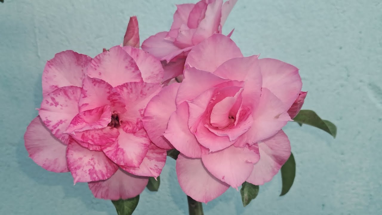 ROSAS DO DESERTO UM POUCO DO MEU TESTEMUNHO