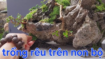 Kỹ thuật trồng cây và rêu phong trên non bộ luôn xanh tốt 