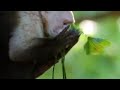 Monkey Insect Repellent | The Life of Mammals | BBC