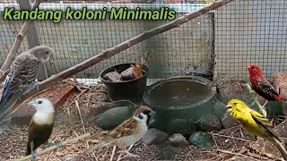 Kandang koloni burung CAMPUR | Burung parkit manyar kenari gereja emprit dll jadi 1