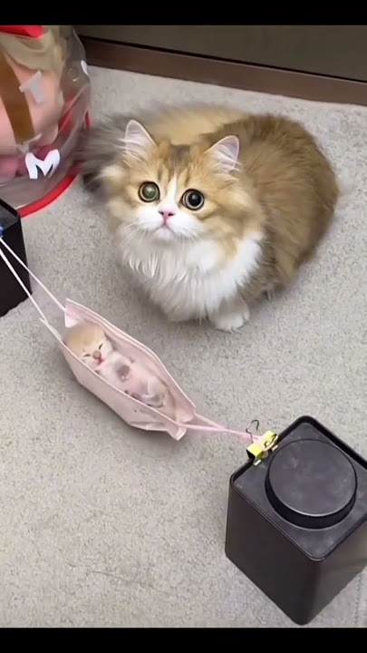 kucing Nina bobo#shorts