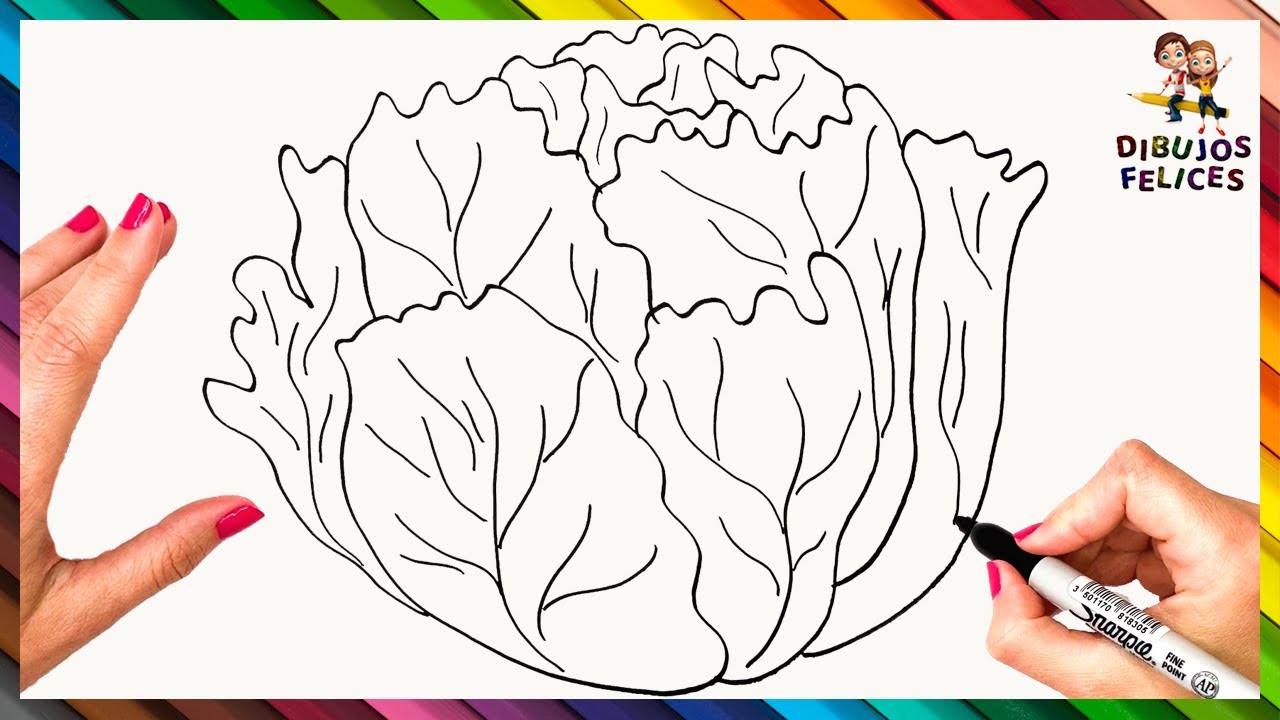 Cómo Dibujar Una Lechuga Paso A Paso 🥬🥗 Dibujo De Lechuga - thptnganamst.edu.vn