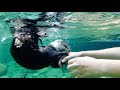 We ran into a viewer in Atera Valley! The nice guy swam with Aty![Otter life day 341]【カワウソアティとにゃん先輩】