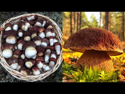 СЛАБОНЕРВНЫМ ГРИБНИКАМ НЕ СМОТРЕТЬ! БЕЛЫЕ ГРИБЫ БОРОВИКИ НАПАЛИ НА МЕНЯ! БЕШЕНАЯ ТИХАЯ ОХОТА