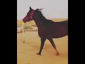 عدول الحلو قومو لنرقص عربية نورجي العالم فنا 