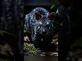 Conoce esta especie #animales #art #animals