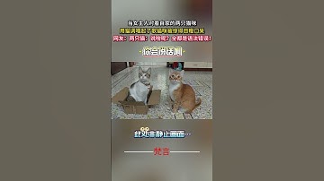 當女主人對著自家的兩隻貓咪 用貓調唱起了歌貓咪被驚得目瞪口呆 #貓咪 #可愛 #有趣 #搞笑 #意外 #cat #cute #amazing #funny #laugh #shorts