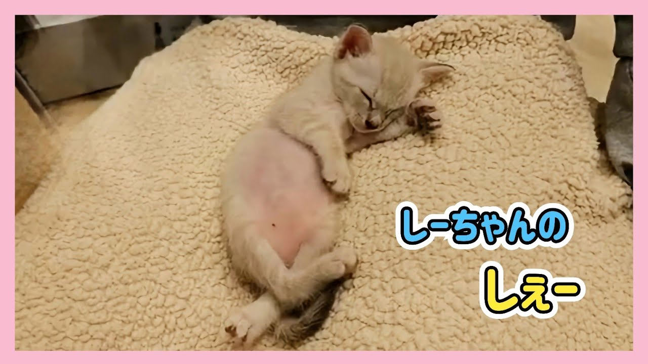 🔴 [Nikolira] Milk Zombie🍼Live - YouTube