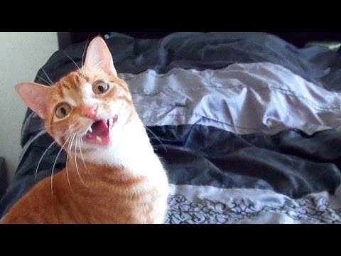 funny-cats-and-kittens-meowing-compilation