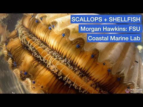 SCALLOPS + SHELLFISH with Morgan Hawkins: FSU Coastal Marine Lab
