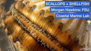 SCALLOPS + SHELLFISH with Morgan Hawkins: FSU Coastal Marine Lab