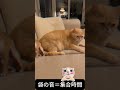 🐱「袋の音=集合時間」 — “Plastic Bag Sound = Dinner Bell” #funny #cat #chihuahuafanclub