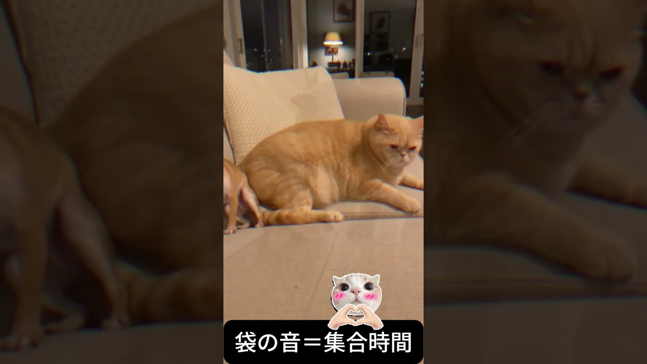 🐱「袋の音=集合時間」 — “Plastic Bag Sound = Dinner Bell” #funny #cat #chihuahuafanclub