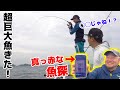 魚探が真っ赤になる程の魚の群れにルアーを投げたらとんでもない魚が！！