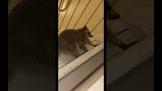 Raccoon bites man in Chattanooga 🔥 #viral #raccoon #outdoors #sendit
