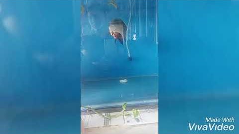 Cận cảnh cá tai tượng