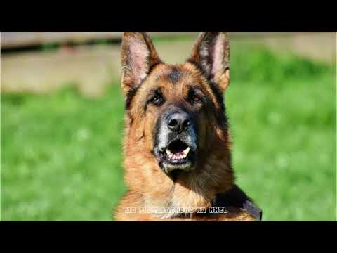 Jerman seaford double coat price Clearance