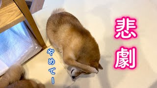 ママから被害を被る食いしん坊柴犬が可愛い