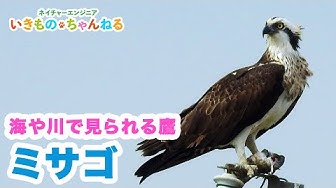 ミサゴ Youtube ミサゴ Youtube