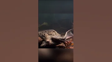 Удивительно плоская лягушка. Суринамская пипа