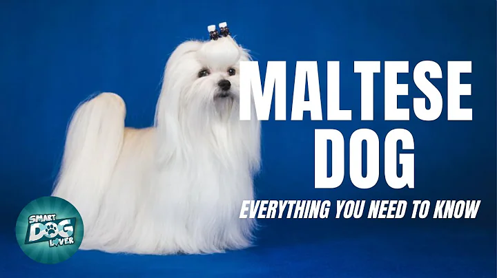 Maltese Dog - Must Know Facts for the Owner - DayDayNews