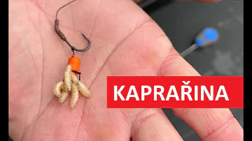 Jak se zbavit červů?