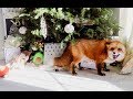 Juniperfoxx| What Do You Give A Fox For Christmas?!