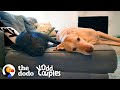 Dog and Pig BFFs Live for Their Playdates | The Dodo Odd Couples