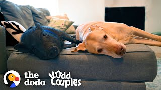 Dog And Pig Bffs Live For Their Playdates The Dodo Odd Couples