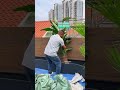 What is the experience of creating a tropical green plant landscape on the terrace? #Plant Landscap