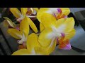 ЧАСТЬ 1.ЦВЕТЕНИЕ МОИХ ОРХИДЕЙ В КОНЦЕ ИЮНЯ! ❣️👍😍😎✌️🌱#PHALAENOPSIS #ORHIDS #ORJIDEA#FLOR🦋🌱❤️🧡💛