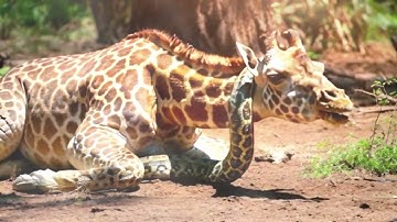 Python and Giraffe: A Rare Encounter Possibility#ai#GPT#sora#openai#story#animal