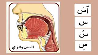 Буква س. Махрадж. Айман Сувейд. Таджвид. Правильное произношение арабских букв.